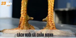 Cách Nuôi Gà Chân Mạnh