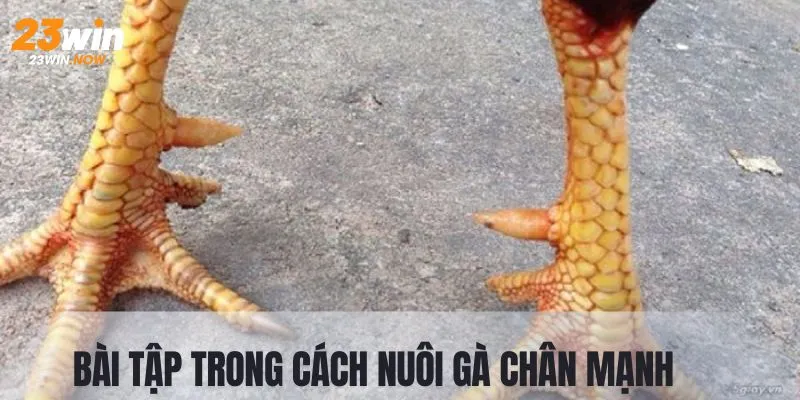 Bài tập cho trong cách nuôi gà chân mạnh