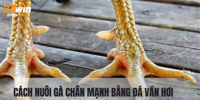 Cách rèn luyện gà bằng bài tập vần hơi