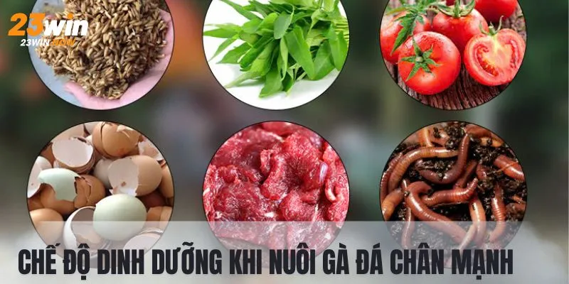 Cách nuôi gà chân mạnh cần quan tâm đến nguồn dinh dưỡng