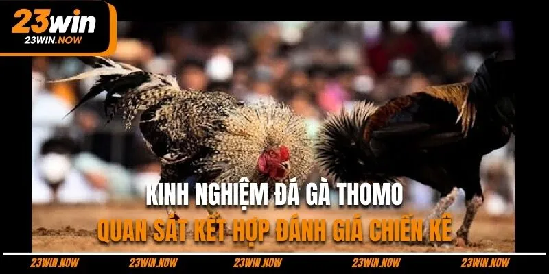 kinh nghiệm đánh giá chiến kê cẩn thận 