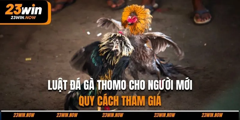 Luật đá gà Thomo trong quy cách tham gia