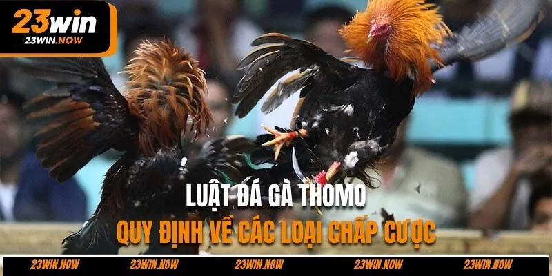 Tìm hiểu quy định chấp trong đá gà Thomo