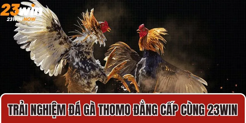 Trải nghiệm đá gà thomo đẳng cấp cùng 23Win